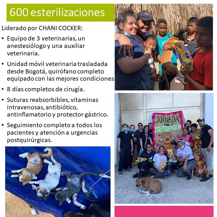 ArcaLuminosa's tweet photo. REPORTE SOCIAL- MISIÓN SALVA CHANDAS 🏝🐾🚑 Gracias totales, #misionsalvachandas es un sueño hecho realidad 🙌🏼 la historia de los animales desde Santa Marta hasta la alta Guajira ya empezó a cambiar; 600 esterilizaciones que evitan 7.200 nacimientos en solo 1 año 😱 https://t.co/bsHjUvd15G