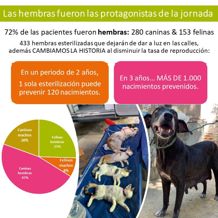 ArcaLuminosa's tweet photo. GRACIAS al equipo Arca + Veterinaria Chanicoker+ Callejeritos Col = Juntos logramos recaudar más de 42 MILLONES DE PESOS para hacer realidad esta misión 🤩👏🏻 Gracias a todos los que donaron recursos, medicamentos, tiempo y alimento; @PedigreeLatam @WhiskasLatam @cloudtenbrand https://t.co/oF29jZF1gA