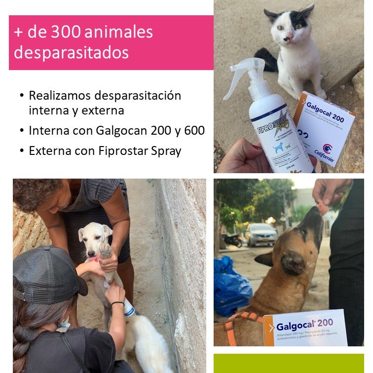ArcaLuminosa's tweet photo. GRACIAS al equipo Arca + Veterinaria Chanicoker+ Callejeritos Col = Juntos logramos recaudar más de 42 MILLONES DE PESOS para hacer realidad esta misión 🤩👏🏻 Gracias a todos los que donaron recursos, medicamentos, tiempo y alimento; @PedigreeLatam @WhiskasLatam @cloudtenbrand https://t.co/oF29jZF1gA