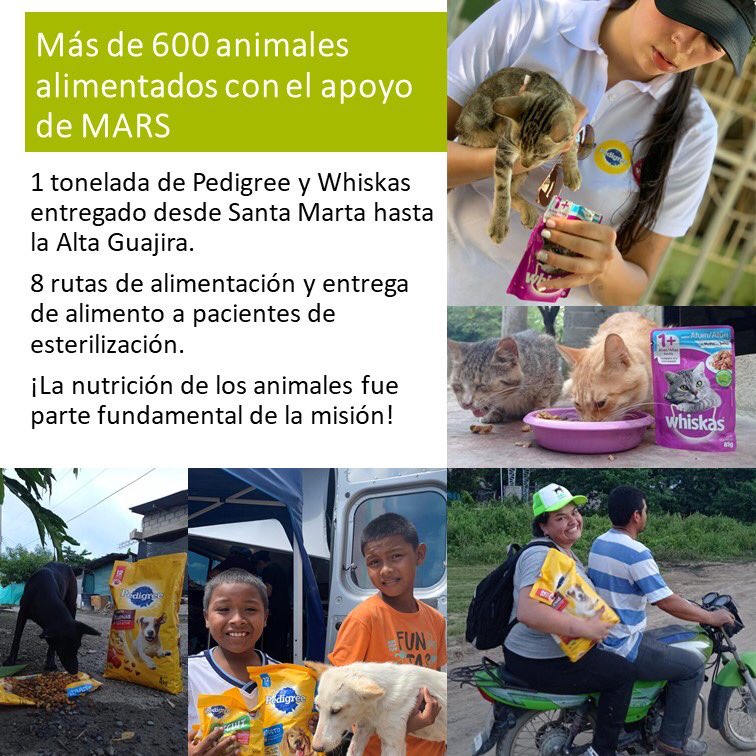 ArcaLuminosa's tweet photo. GRACIAS al equipo Arca + Veterinaria Chanicoker+ Callejeritos Col = Juntos logramos recaudar más de 42 MILLONES DE PESOS para hacer realidad esta misión 🤩👏🏻 Gracias a todos los que donaron recursos, medicamentos, tiempo y alimento; @PedigreeLatam @WhiskasLatam @cloudtenbrand https://t.co/oF29jZF1gA