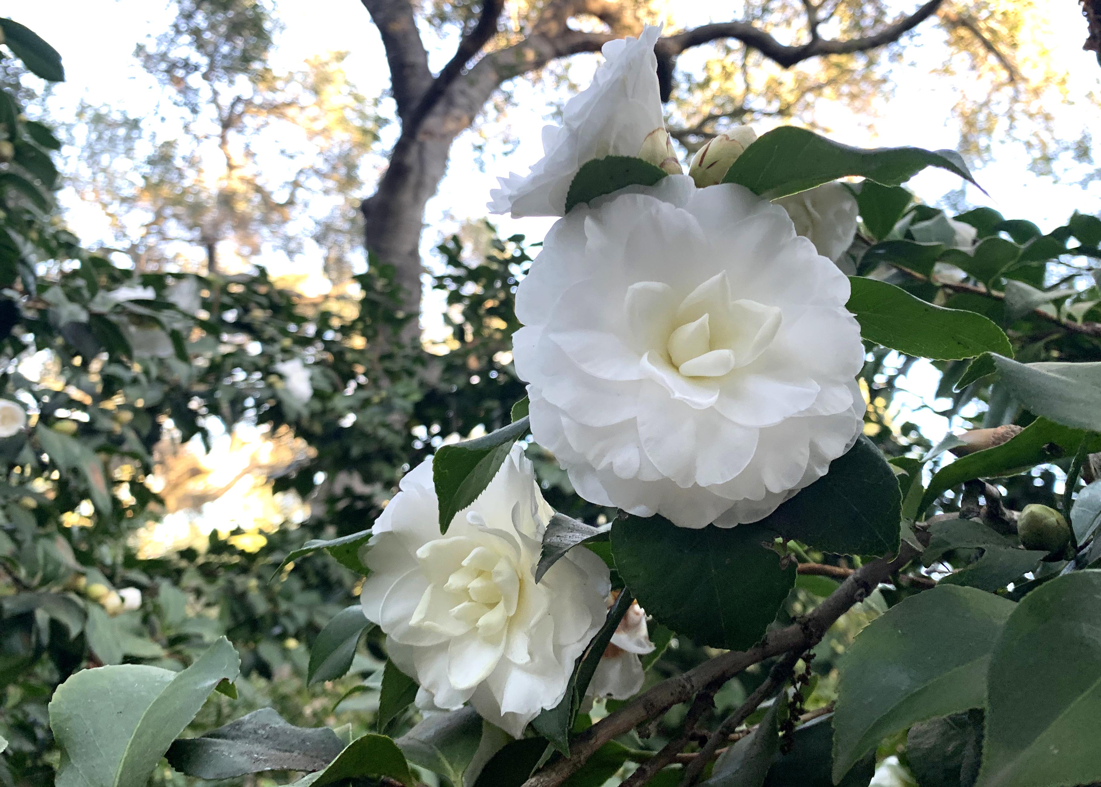 Descanso Gardens - The #Chanel camellia is blooming 🌼 Synonymous with the  CHANEL brand, #Camellia japonica #AlbaPlena was said to be Coco Chanel's  favorite #flower. Loved for its minimalist, stately beauty, you