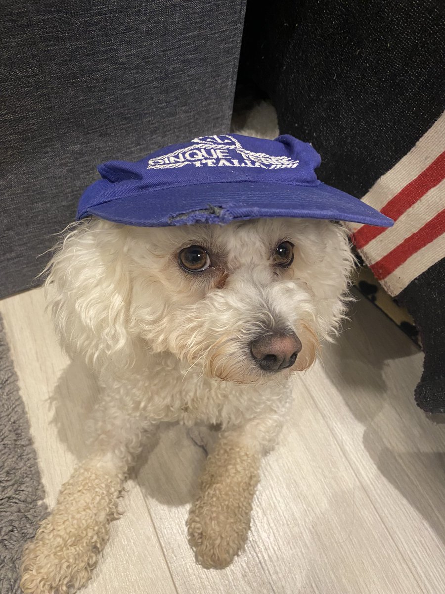 heph_ee's tweet image. Flat out working trying to get my Instagram back, in the meantime enjoy this photo of my dog in a hat
