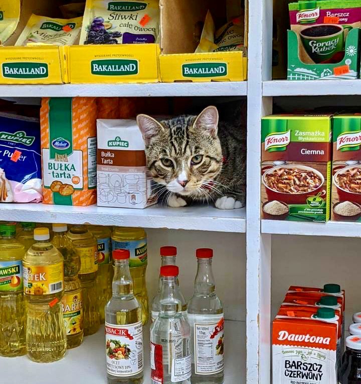 Bodegacats_'s tweet photo. https://t.co/pHYVsRWx3n