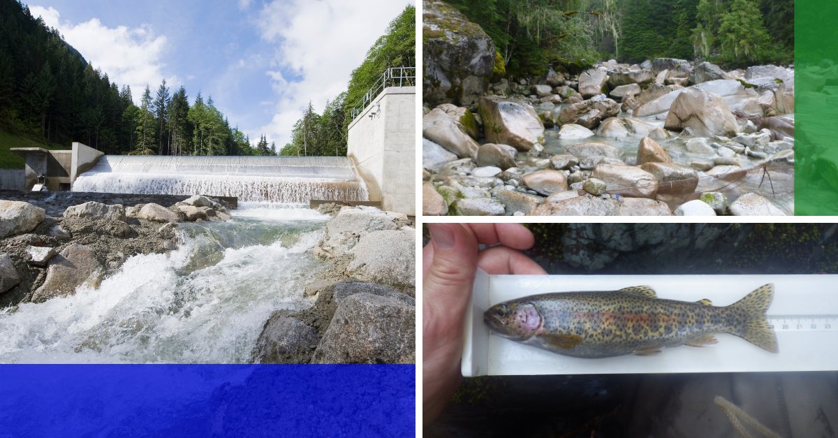 In a ‘surprising’ recent study we discovered that fish populations and #aquaticecosystems benefit from run-of-river #hydroelectric #renewableenergy projects, supporting #biodiversityconservation and addressing #climatechange: 
ecofishresearch.com/blog/new-publi…