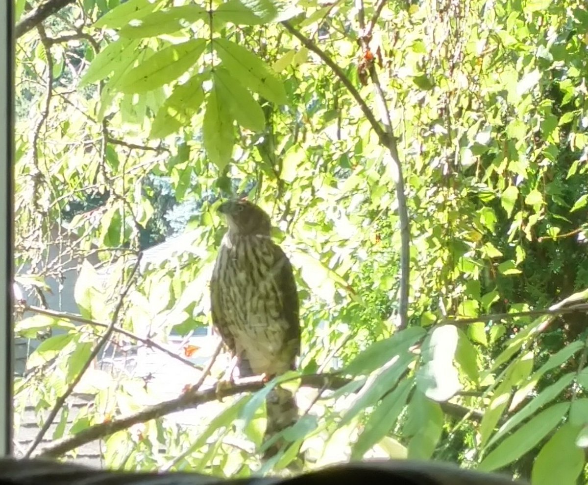 BizarroSuperman 🇺🇦🌻🇺🇲🦅🇨🇦🍁🌊 tweet media