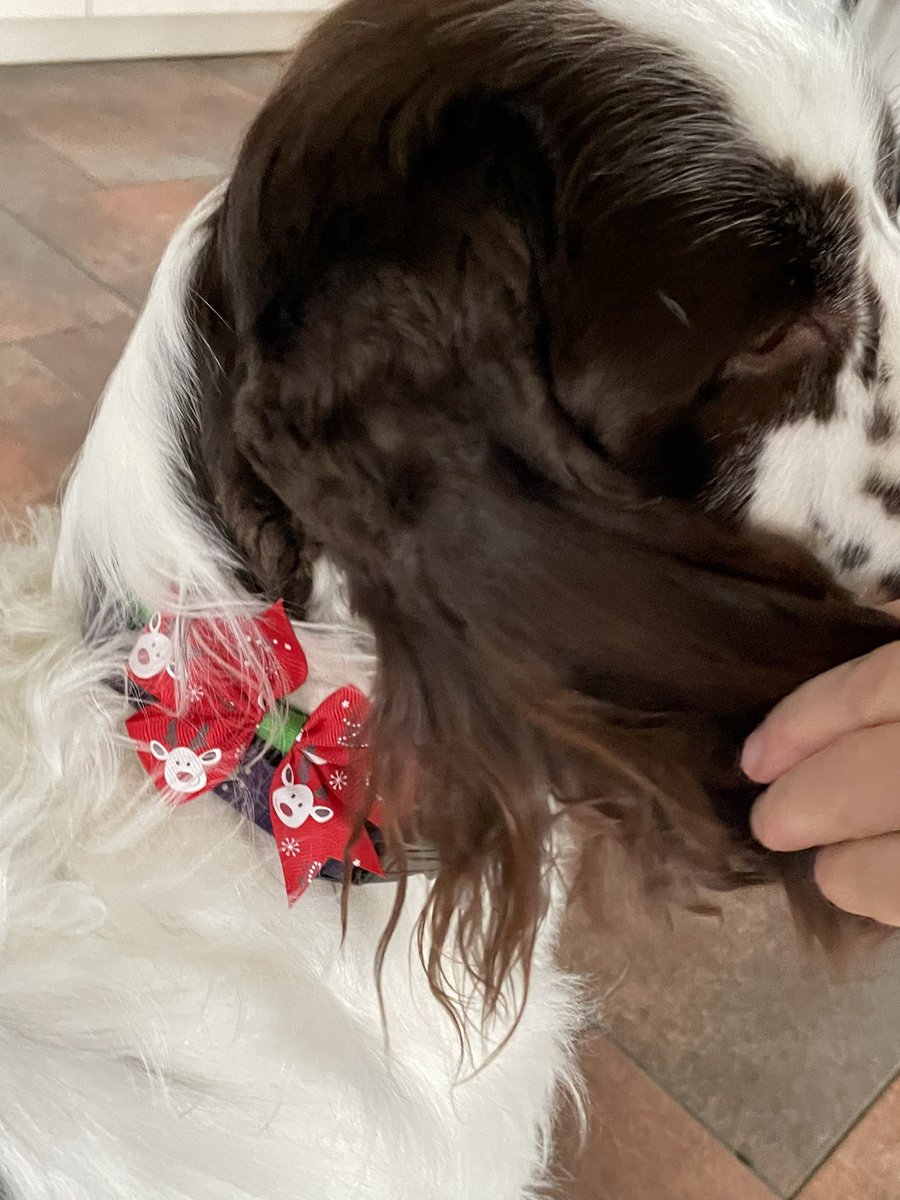 Zunneyoga's tweet photo. Fijne kerst, alvast dan hΓ¨, na een bezoek aan het Trimsalon heeft Sky een kerstfrutsel om zijn halsβ¦. #kerst #zininkerst #kerstmethond https://t.co/EzUVsr3a9S
