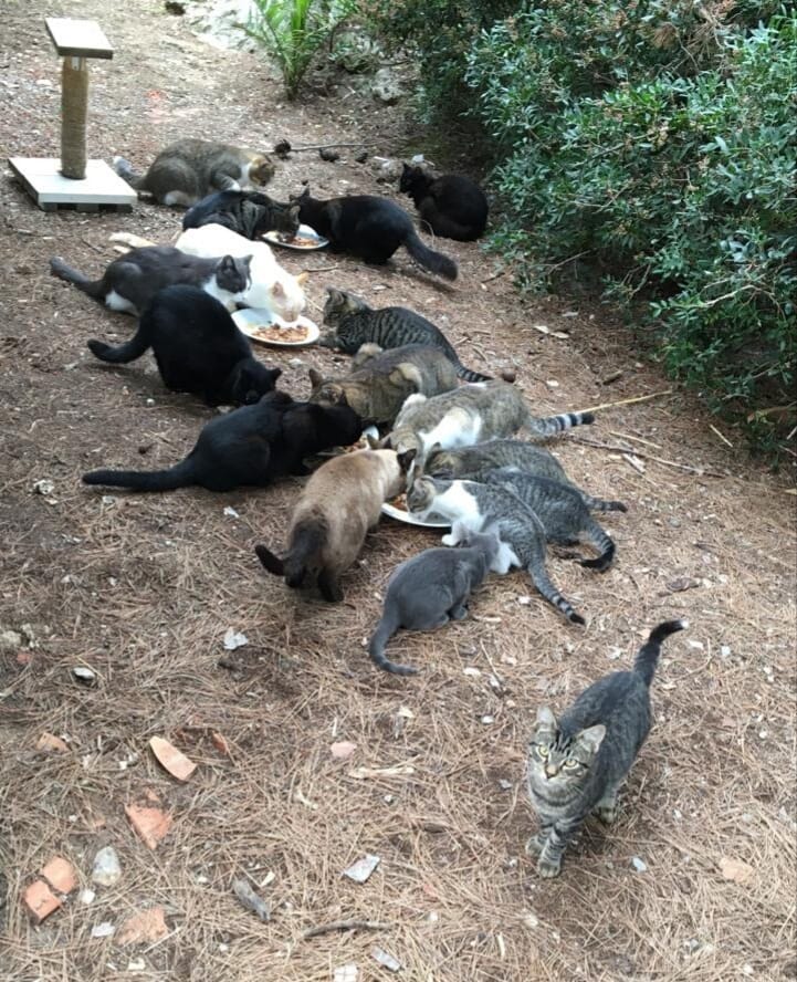 CatPPollensa's tweet photo. 😻🍽️Where's my plate?🍽️😻
Whilst the others are busy tucking in, do you think this cutie is hoping for private dining?
#catprotectionpollensa 
#colonycats
#mallorcacats
#AdoptDontShop 
#CatsOfTwitter https://t.co/Lx9d2ercUK