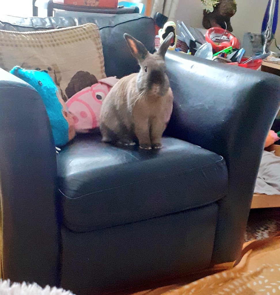 GulliverBramble's tweet photo. @RabbitNetwork Yep x https://t.co/tIz4yZkVEO