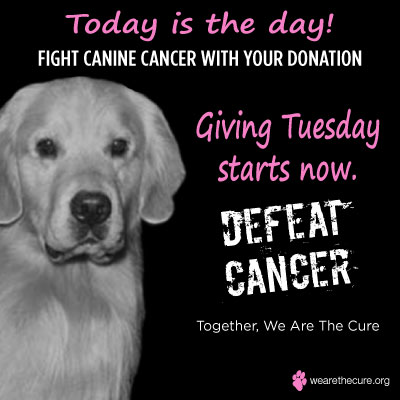 Canine Cancer (@wearethecure) on Twitter photo 