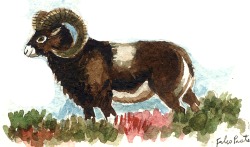 disegno di Fulco Pratesi