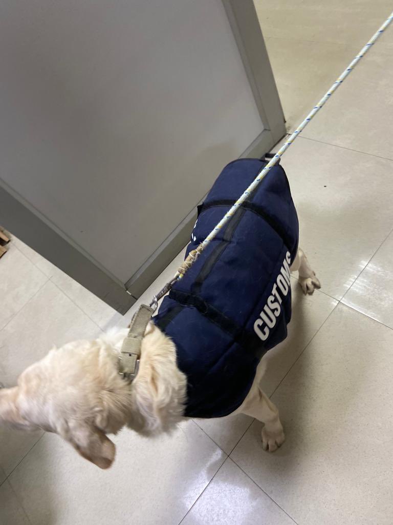 yashrajakashi's tweet photo. Folks.. meet Andrews (8yo)
Was a prominent member of the Delhi airport customs squad -retired last month at full inspector rank!

He is still at his kennel waiting for a new home. If you could share this, he may find a home. He is delightful &amp; loving

📞Ms Anubha (IRS) 9811544064 https://t.co/cvI3wxt0mQ