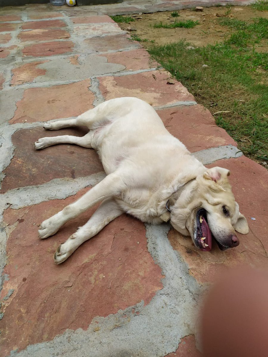 yashrajakashi's tweet photo. Folks.. meet Andrews (8yo)
Was a prominent member of the Delhi airport customs squad -retired last month at full inspector rank!

He is still at his kennel waiting for a new home. If you could share this, he may find a home. He is delightful &amp; loving

📞Ms Anubha (IRS) 9811544064 https://t.co/cvI3wxt0mQ