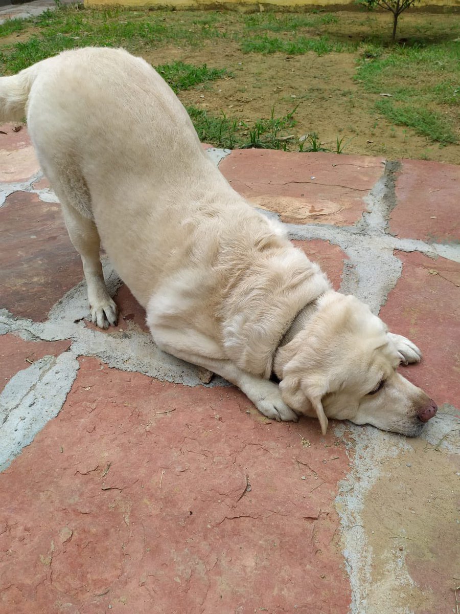 yashrajakashi's tweet photo. Folks.. meet Andrews (8yo)
Was a prominent member of the Delhi airport customs squad -retired last month at full inspector rank!

He is still at his kennel waiting for a new home. If you could share this, he may find a home. He is delightful &amp; loving

📞Ms Anubha (IRS) 9811544064 https://t.co/cvI3wxt0mQ