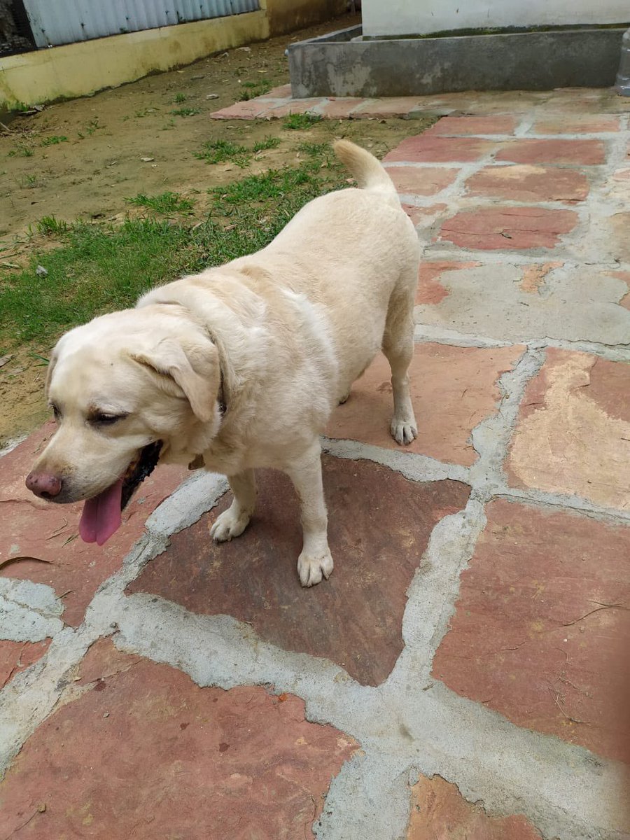 yashrajakashi's tweet photo. Folks.. meet Andrews (8yo)
Was a prominent member of the Delhi airport customs squad -retired last month at full inspector rank!

He is still at his kennel waiting for a new home. If you could share this, he may find a home. He is delightful &amp; loving

📞Ms Anubha (IRS) 9811544064 https://t.co/cvI3wxt0mQ
