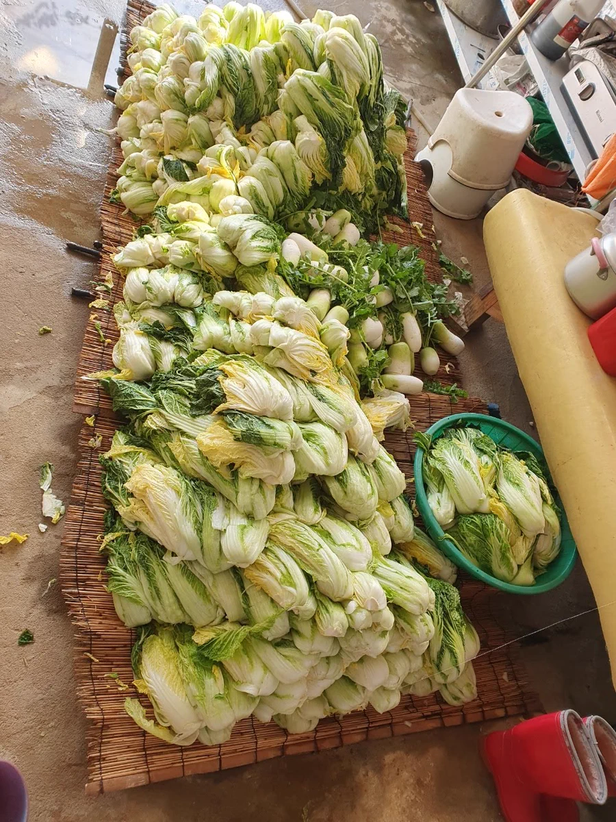a lot of soaked cabbages on a bamboo mat