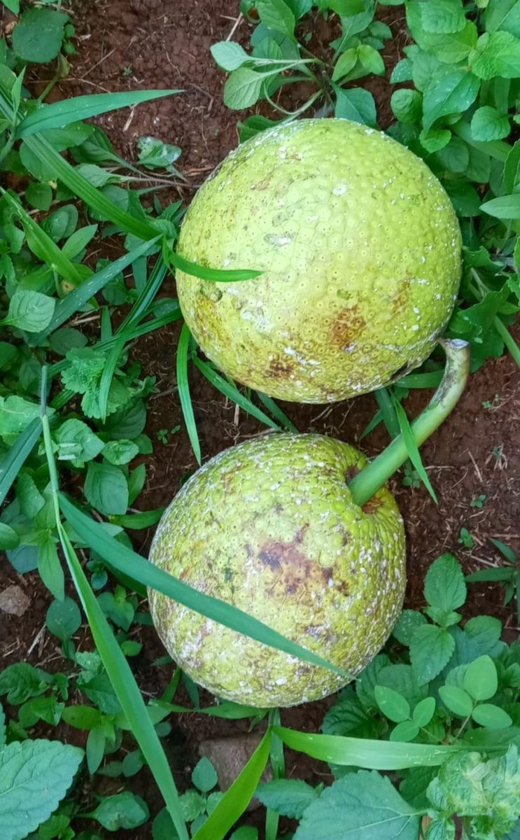 KOMMERCHANDISER's tweet photo. One of the greatest foods on earth
Breadfruit https://t.co/mBDS7VkMyE