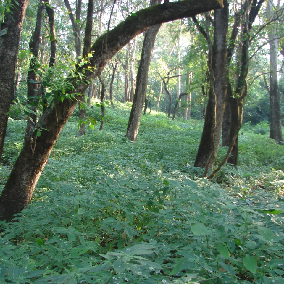 vanarambh's tweet photo. Whatever type of plantation we do, we cannot create such old forests that evolved over thousands and lakhs of years. The best way to create them is to protect them.

#nature #trekking #trek #walk #hiking #earth #wildlife #NaturePhotography #biodiversity #trees #jungle #forest https://t.co/KVICMQXs5H