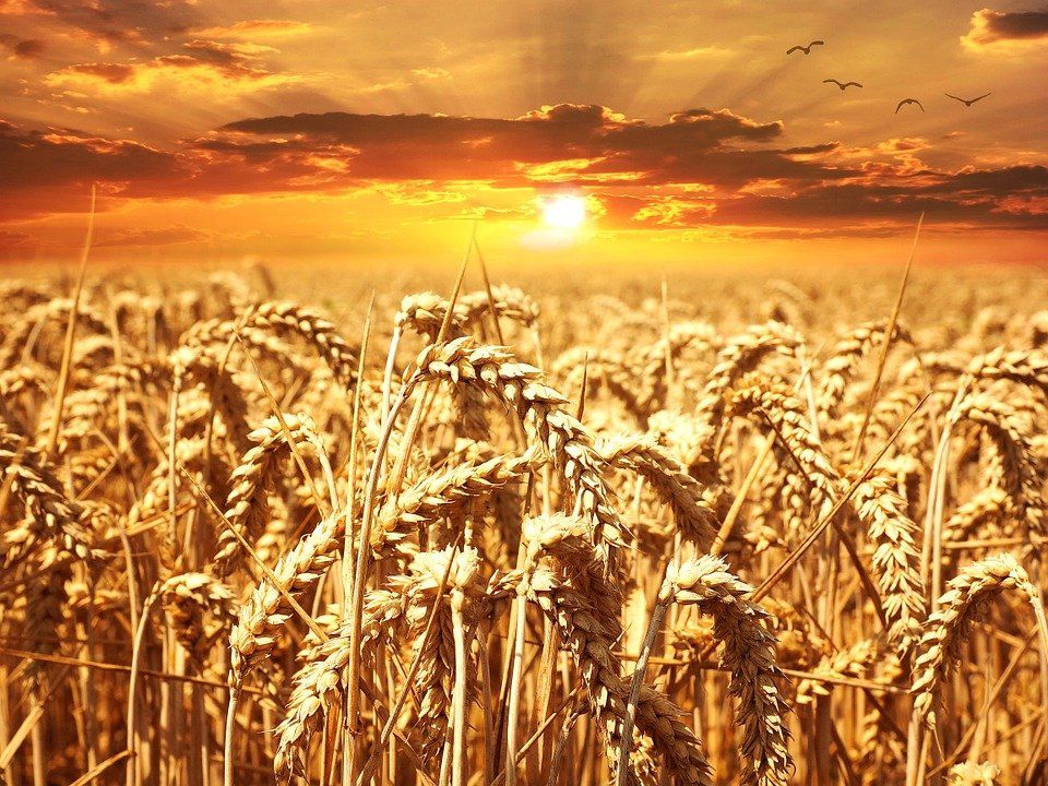 insilicoplants's tweet photo. ICYMI 🌾
Analysis of how plant growth is limited by carbon allocation strategies and respiration
#openaccess #cropmodel @sheffieldplants @SheffieldAPS @shefcompsci @mathsatshefuni
https://t.co/qXPemGPOsY https://t.co/Alb2qeDDhS