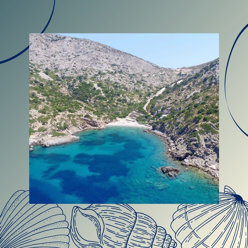 How does your garden grow? Seagrass, like strawberries or spider plants, have rhizomes. These complex underground root systems are behind why seagrasses are ocean superheros, creating complex habitats, stabilising seabeds and enhancing water clarity! 
#seagrass #greenseas