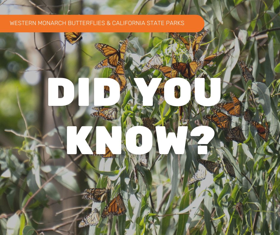 calparks's tweet photo. Why do monarchs need our help on this #GivingTuesday?

The western monarch has undergone drastic declines since the 1990s, with the lowest number ever reported at overwintering sites in 2020.

Help today and your donation will be MATCHED!

Contribute now: https://t.co/U7tgpxlbDy https://t.co/GOpwBNaWft