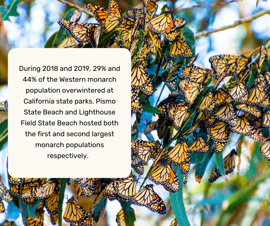calparks's tweet photo. Why do monarchs need our help on this #GivingTuesday?

The western monarch has undergone drastic declines since the 1990s, with the lowest number ever reported at overwintering sites in 2020.

Help today and your donation will be MATCHED!

Contribute now: https://t.co/U7tgpxlbDy https://t.co/GOpwBNaWft