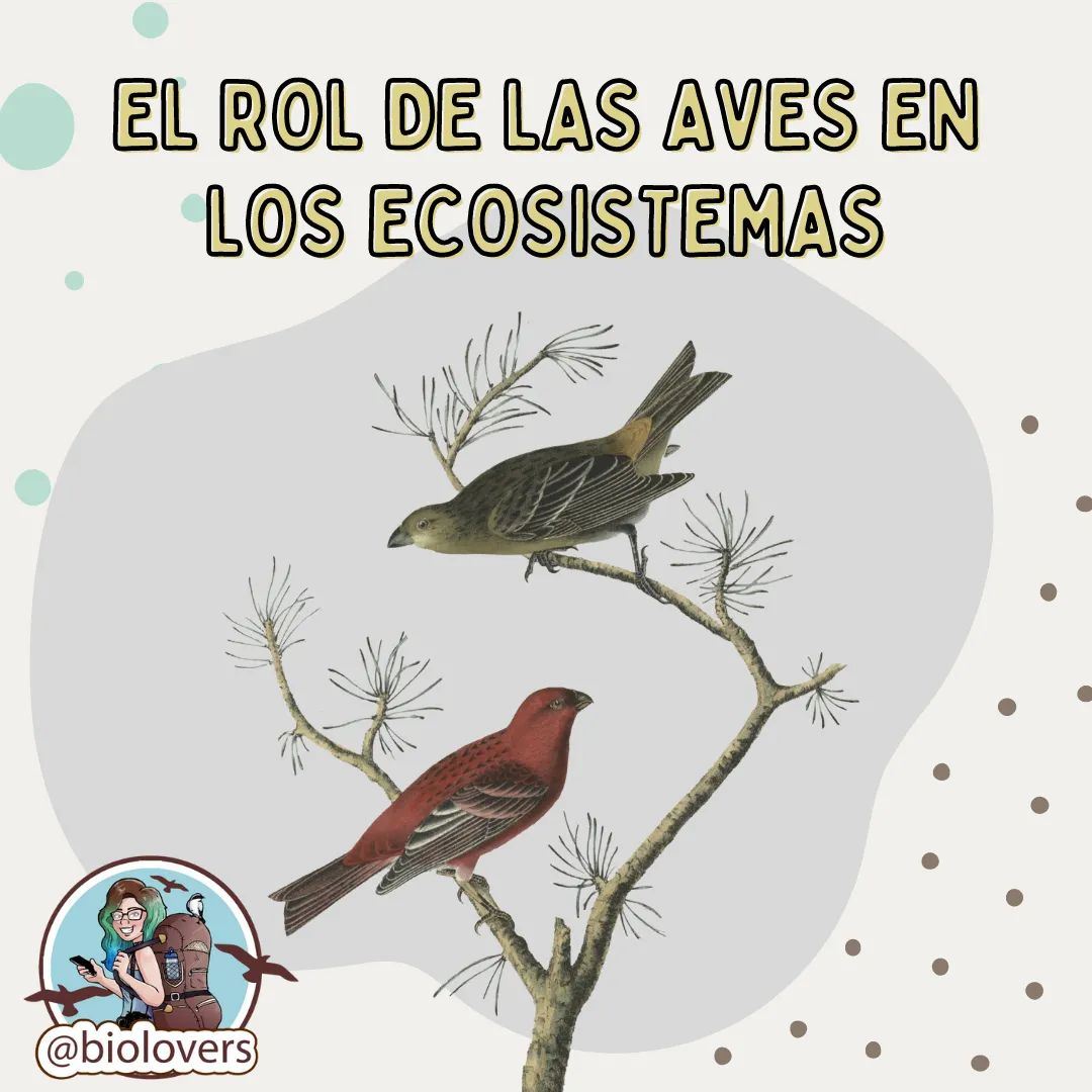 Raymijano's tweet photo. Las aves cumplen diferentes roles en los ecosistemas. 
Es este post te mostramos algunos de ellos. 

🌱🐦
#aves #birds #mutualismo #ecosistemas #dispersiondesemilla #polinización #botanica #scicomm #semillas #incafinch @manuelroncal @Johanse60844437 @JondecJhanpiers https://t.co/KtoaCgtsTB
