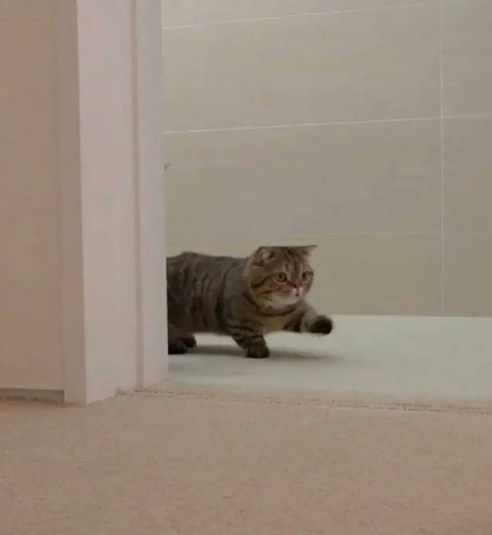 25x8RATMYS's tweet photo. Это все котики-арми идут голосовать за лучших парней во всем мире 
#bts #MAMAVOTE https://t.co/o7ADIbViUg