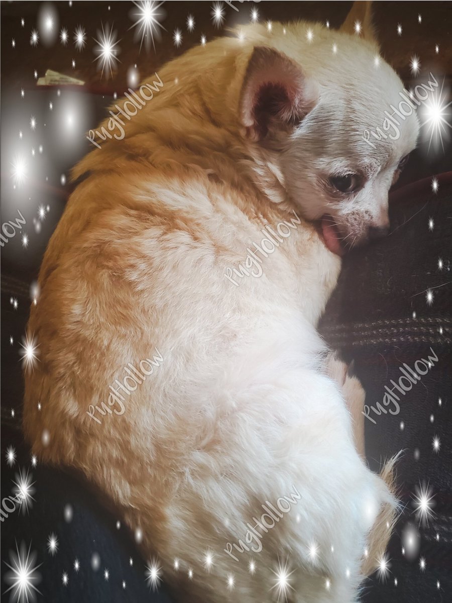PugHollow's tweet photo. Dear Dog, man! I don’t think that level of cuteness is allowed on a Tuesday. #TongueOutTuesday #TOT #MattyJ #DangerouslyCute #DogsofPugHollow #DogsOfTwitter #DogsOfInstagram. https://t.co/5etrPdw2Q9