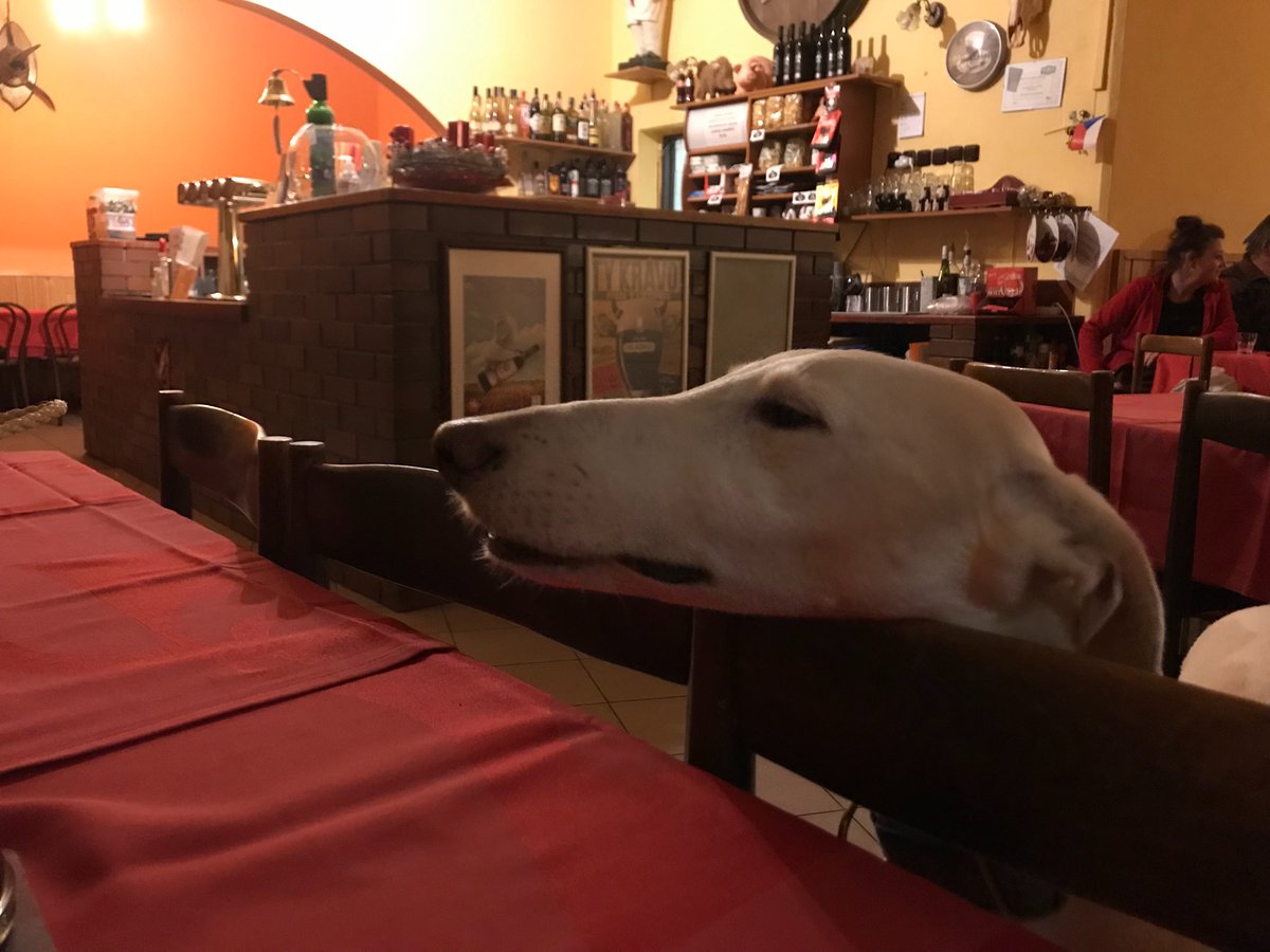 Chica_Flori_24's tweet photo. @dugsNpubs The boy chills out in his local pub, though he finds socially distancing doesn’t come naturally to him https://t.co/cjMfrErg8N