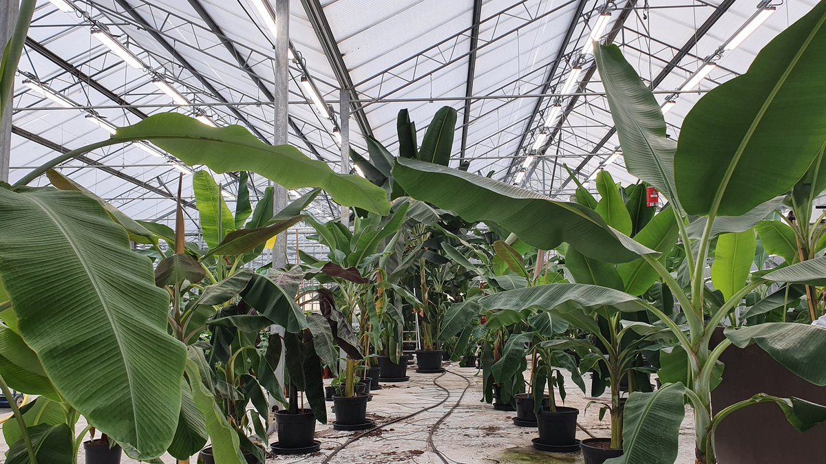 DrBananaGarcia's tweet photo. #BananaReport N. 109
Winter is never coming 😉
Temperature:
outside ~ 2°C
inside, just perfect ☀️
We love bananas...and you?
#BananaBreeding #BananaResearch #PanamaDiseas #FocTR4 https://t.co/mKkv5YWKrt