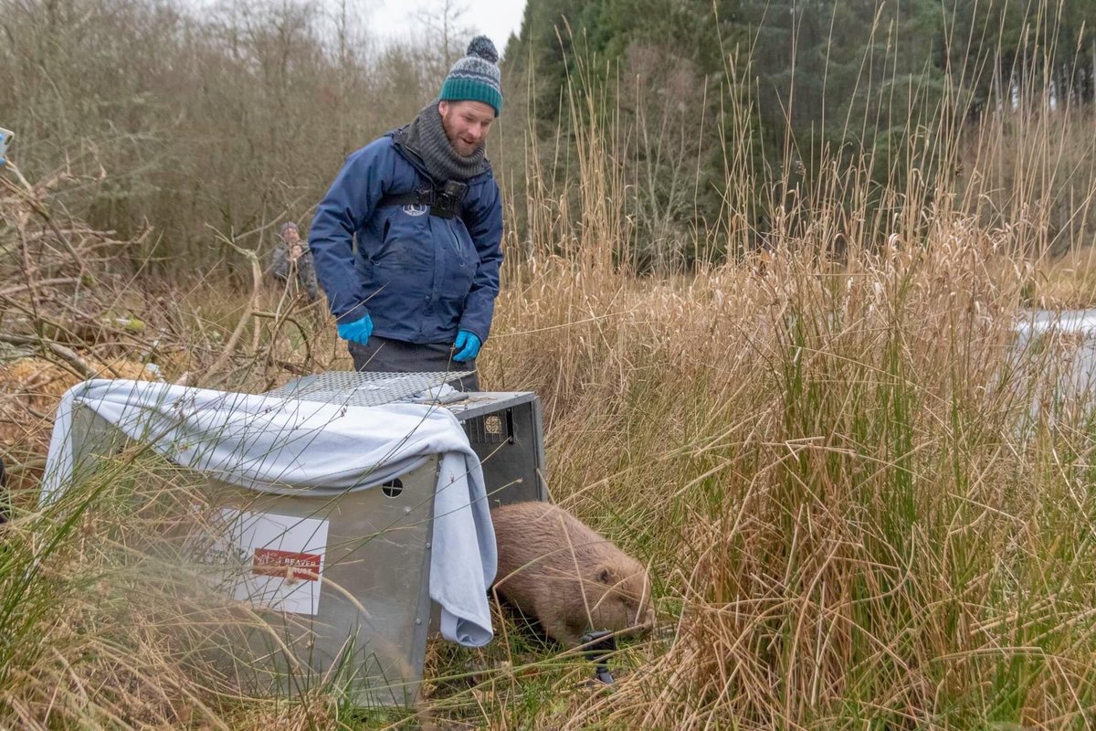 We are delighted to be part of the first Beaver translocation project to a private site in Scotland! The family of Beavers were released to a pond in Argaty yesterday. A big thanks to @BeaverTrust @argatyredkites, @rcampbellpalmer & @RomainPizzi for making it possible. #FSZ