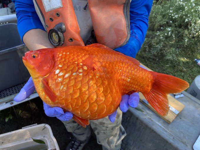 worlds biggest goldfish