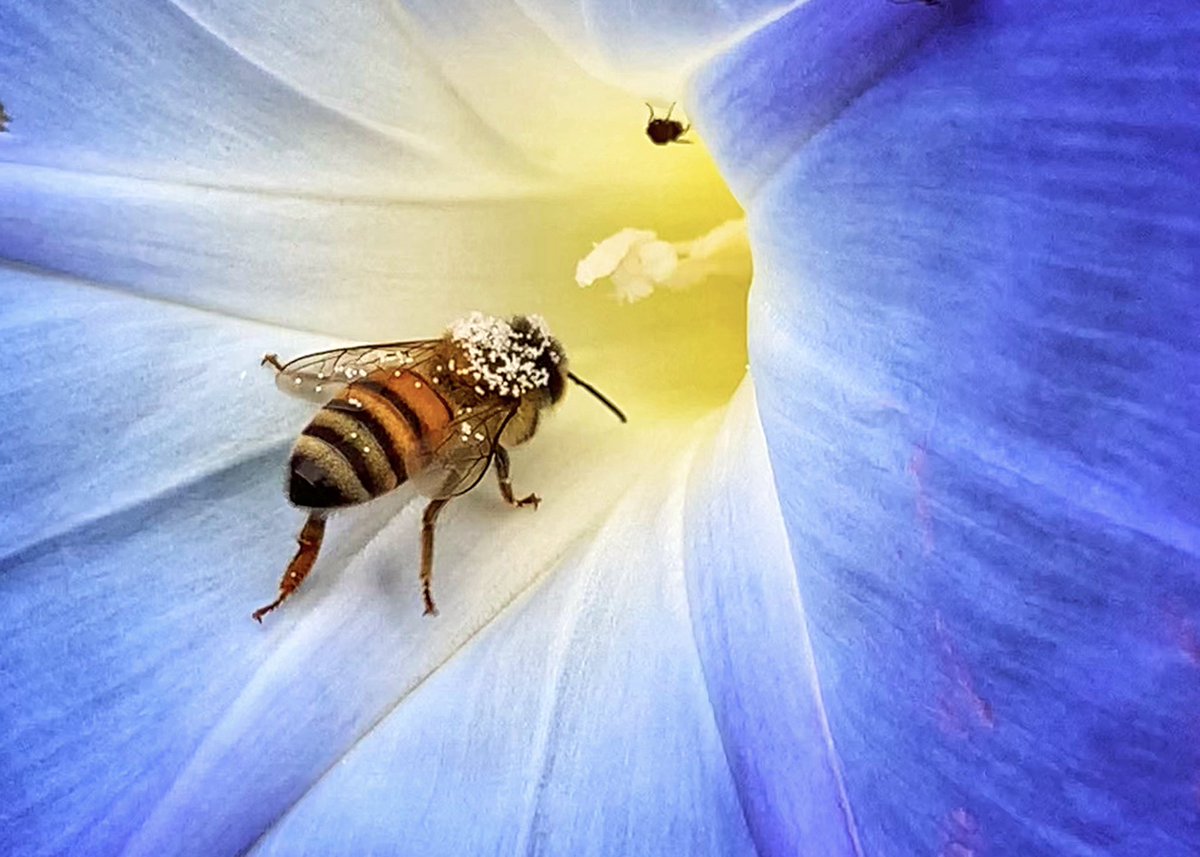 AbbyLabrador's tweet photo. A honey #bee covered in #pollen enjoying breakfast on a #MorningGlory flower. #shotoniphone #SaveTheBees https://t.co/qgcexv51q9