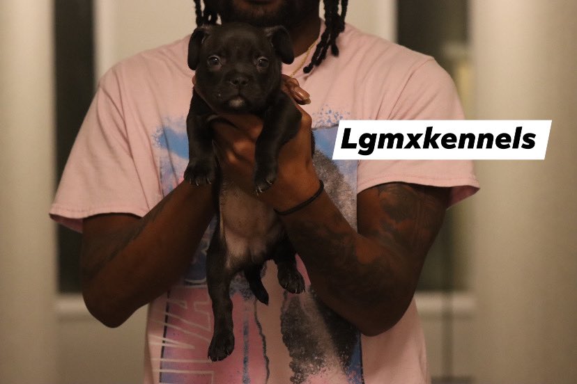 These 4 girls are available &amp; ready Dec 13th for the perfect Christmas gift #Christmas #puppy