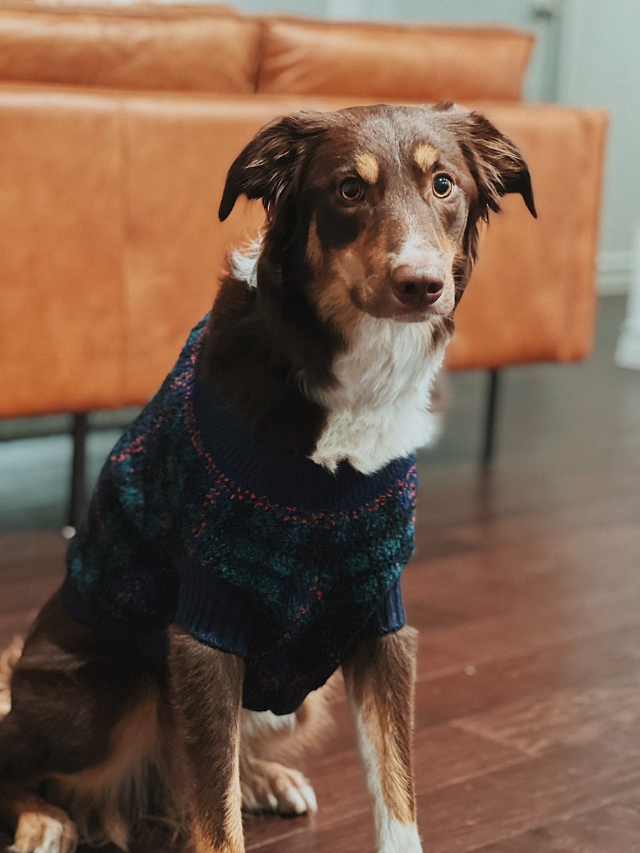 EdBriseno's tweet photo. @LOrangeMusic Very similar expression my dog gave us after my girlfriend put this sweater on him https://t.co/EEqKO2Si43