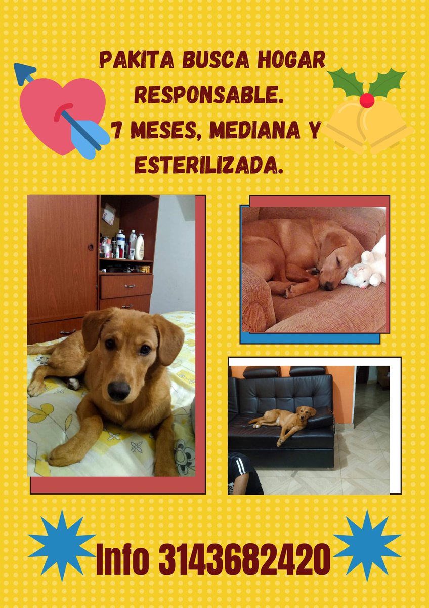 #adoptanocompres
#salvaunpeludo