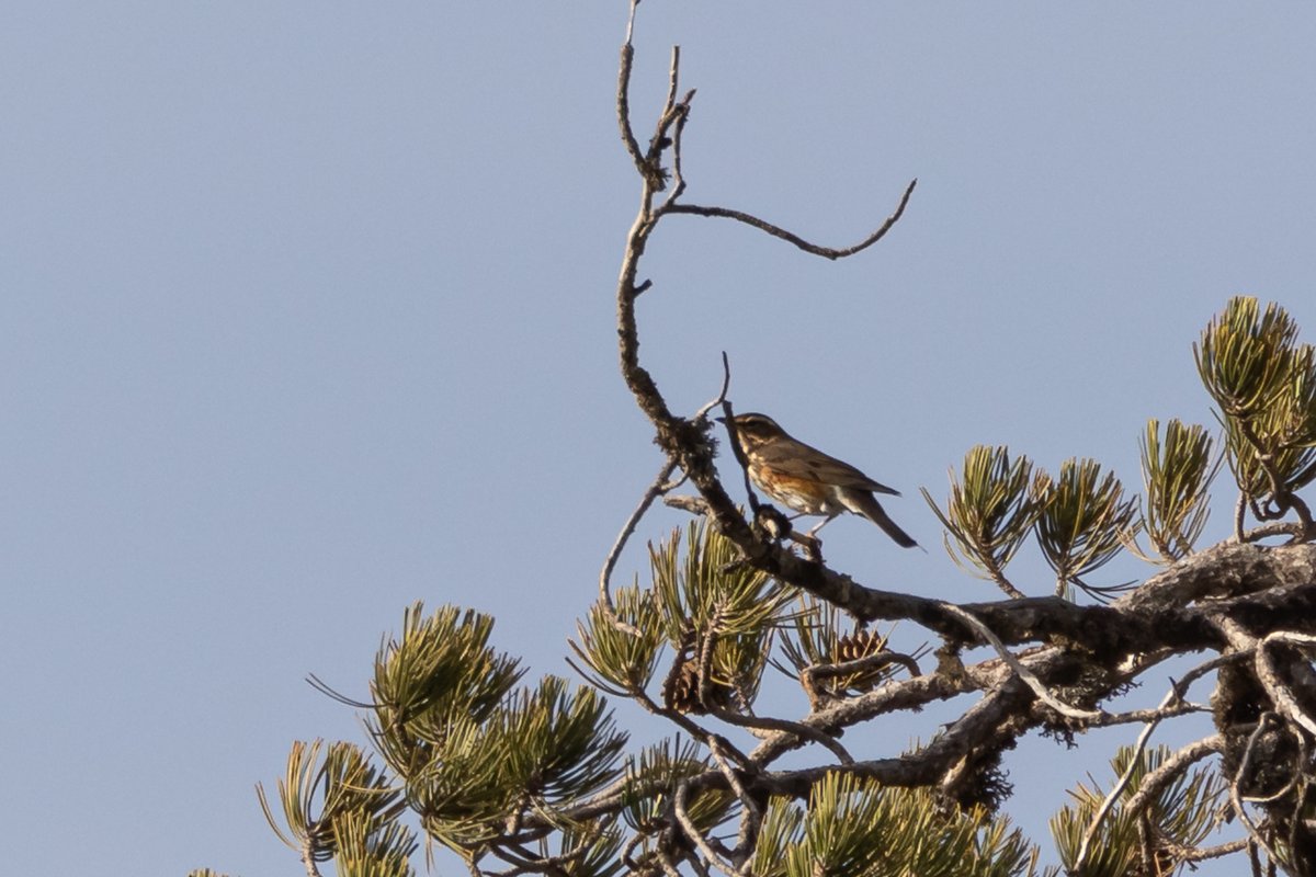 CyprusBirdsandNature tweet media