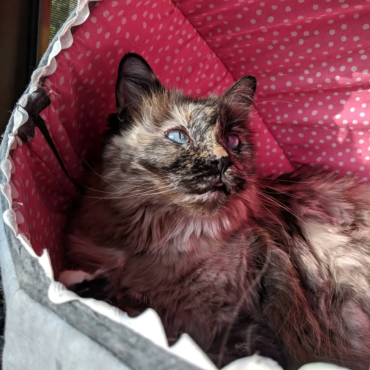 #GivingTuesday 

If you are a lover of cats, think about a donation to <a href="/everycathealth/">EveryCat Health Foundation</a>. They look into the diseases that take our little ones too early and cause rough lives: HCM, FIP, CKD, IBD and others.

Thank you from my crew!