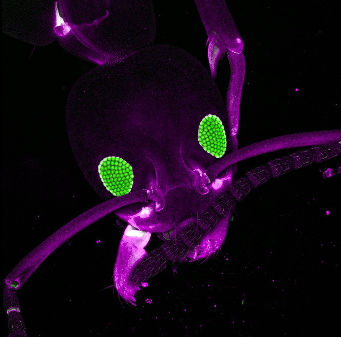 Nat Prunet 🌸🔬🏳️🌈 (@nat_prunet) on Twitter photo #ant imaged on <a href="/zeiss_micro/">ZEISS Microscopy</a> LSM880 #confocal #microscope. #Autofluorescence. Those eyes are striking!
#microscopy #bioart #sciart #microscopyart #microscopicworld #closeup #biology #insects #ant imaged on <a href="/zeiss_micro/">ZEISS Microscopy</a> LSM880 #confocal #microscope. #Autofluorescence. Those eyes are striking!
#microscopy #bioart #sciart #microscopyart #microscopicworld #closeup #biology #insects