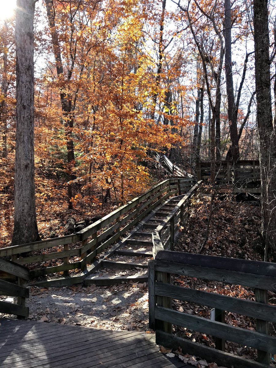 It's that brief time of year where you can witness the end of fall and trek through a forest that's covered in beautiful leaves, all while #birding! That's why we want to give you a site highlight that is perfect for this experience: Hemlock Bluffs Nature Preserve in #CaryNC!