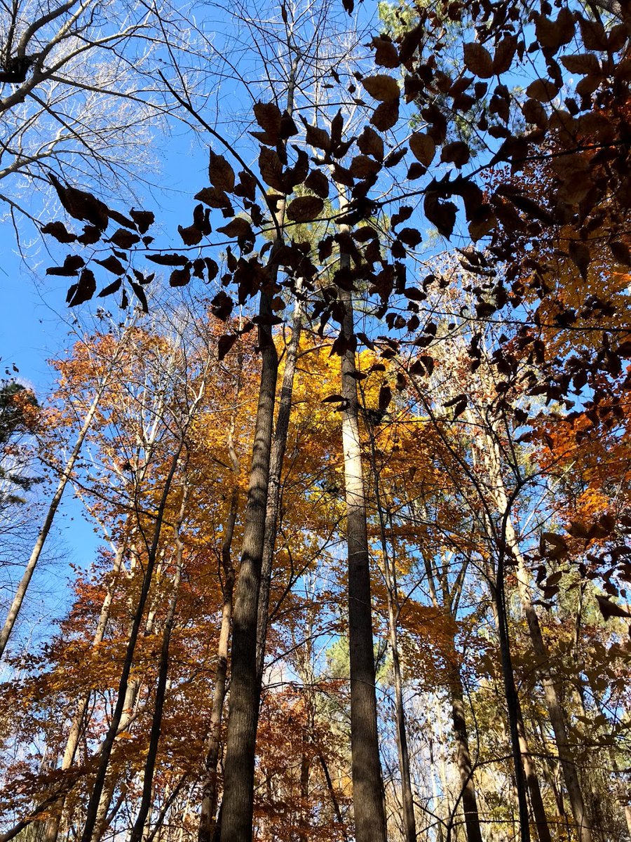 ncbirdingtrail's tweet photo. It's that brief time of year where you can witness the end of fall and trek through a forest that's covered in beautiful leaves, all while #birding! That's why we want to give you a site highlight that is perfect for this experience: Hemlock Bluffs Nature Preserve in #CaryNC! https://t.co/d3xoUdzUc9