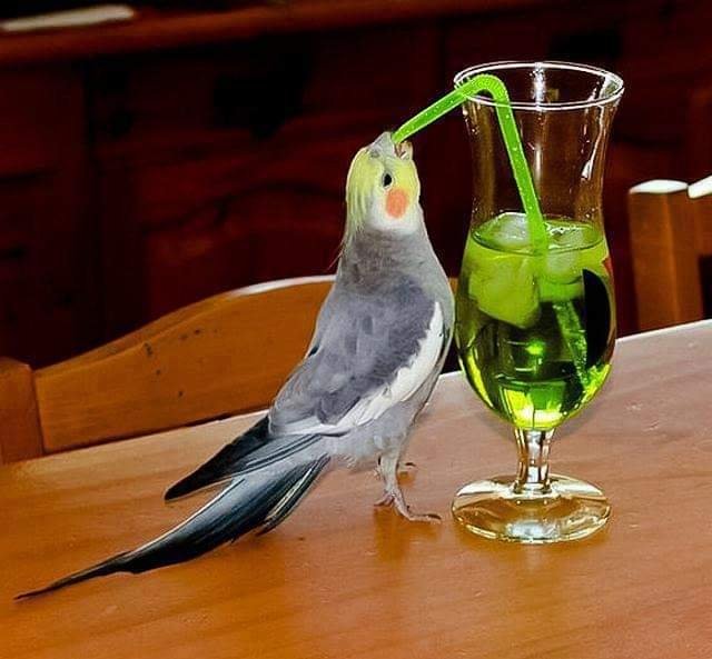 Phoenix_Darque's tweet image. Getting a new phone and dealing with a new medical insurance company is driving me to drink. Save some of that for me, Budgie!