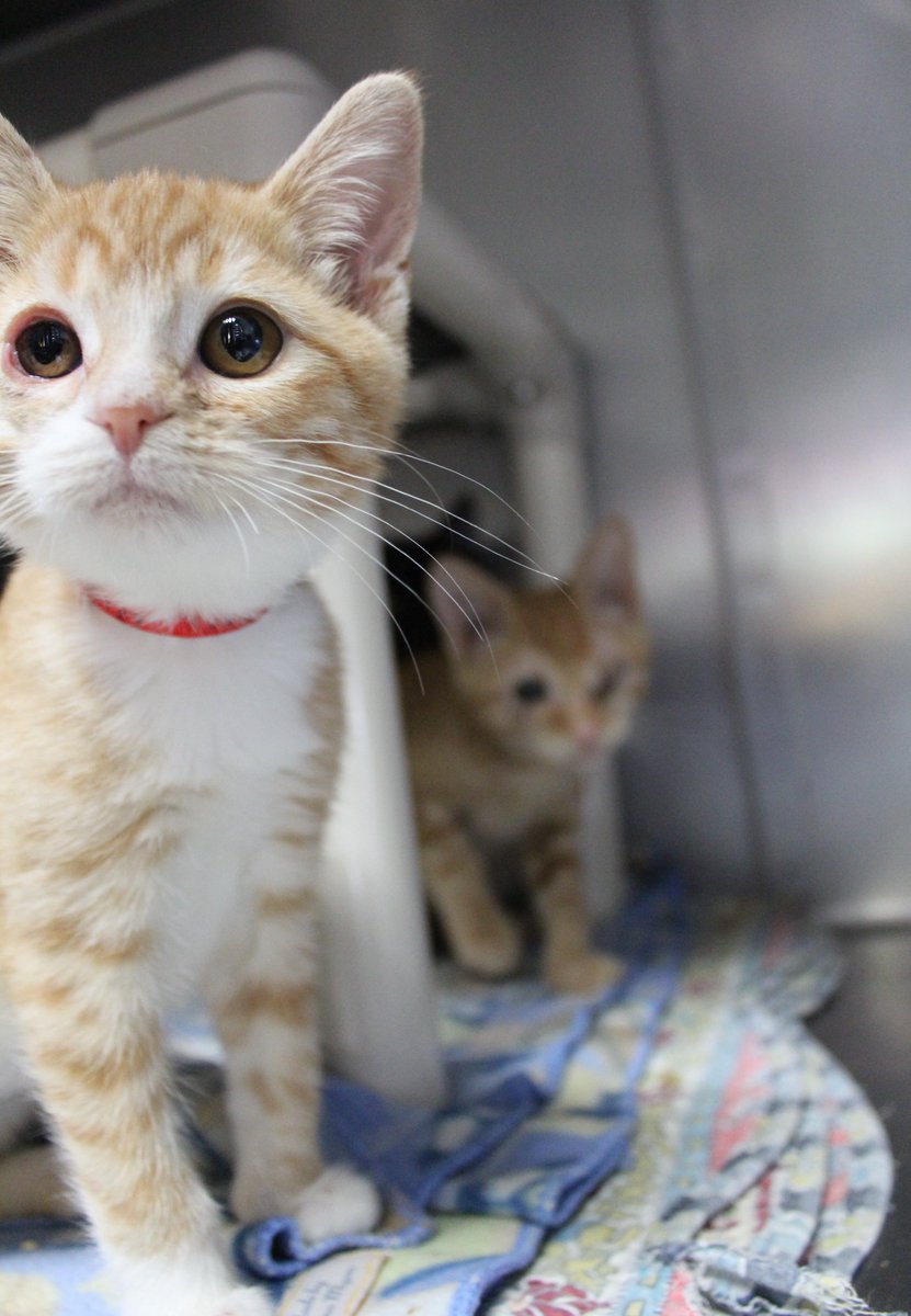 WHSHumane's tweet photo. On this #givingtuesday, we're focusing on #kittens! Click this link to read about 12 very special kittens that came into the shelter this year with colds and eye issues treated because of people just like you! #givingmewsday https://t.co/KLlwJRauUZ https://t.co/ZTO3VMJMtK