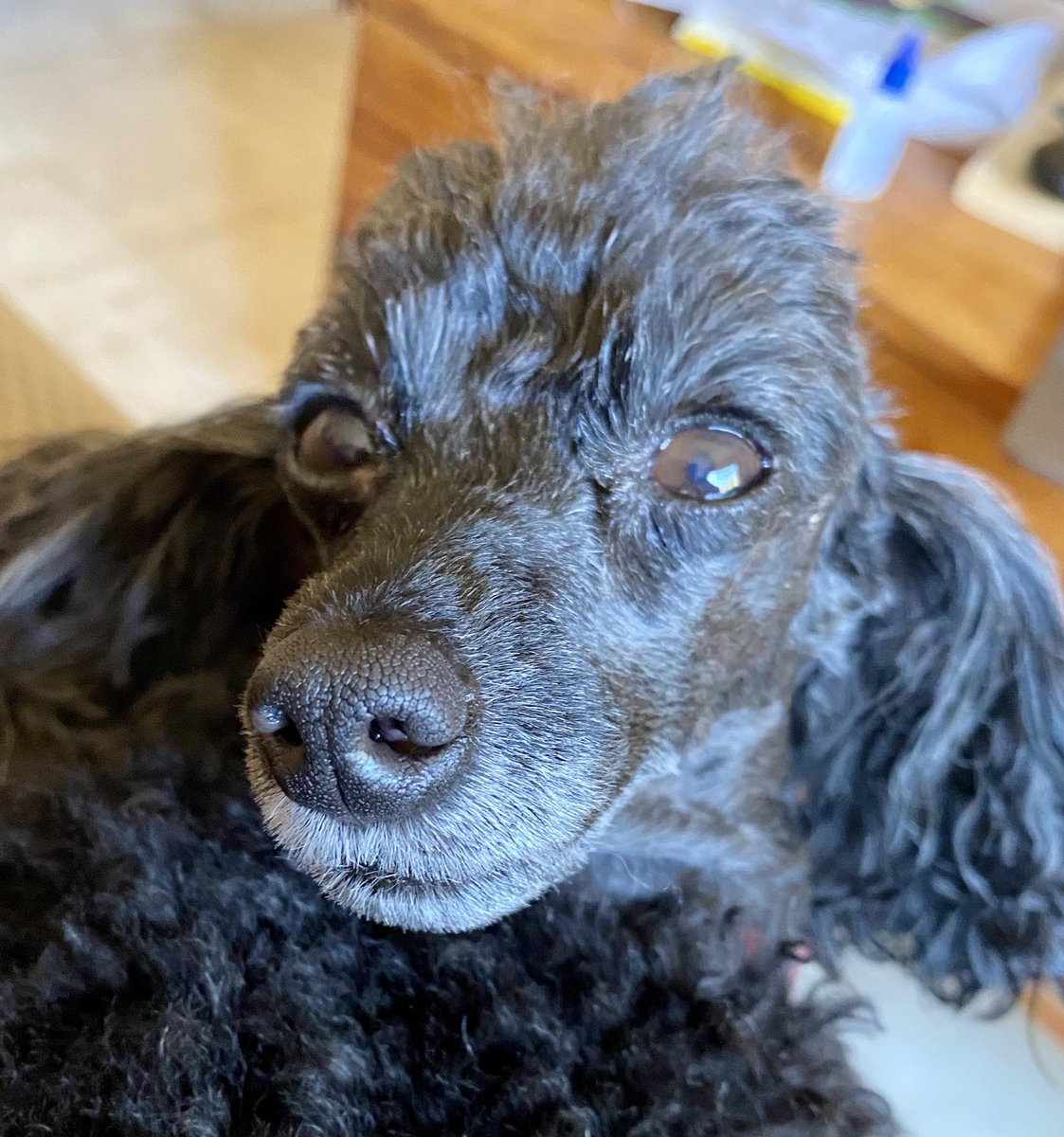 poodlemimi's tweet photo. Good Tuesday morning. #poodles #dogsoftwitter https://t.co/Kl8eBNBSjq