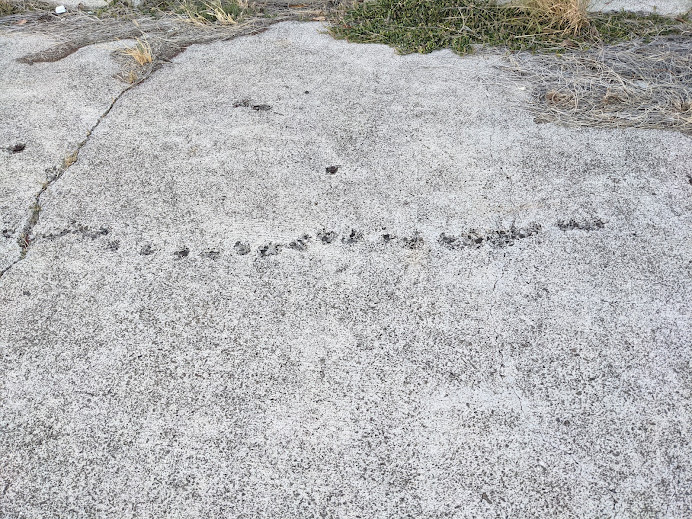 フォード島 Twitter Search Twitter