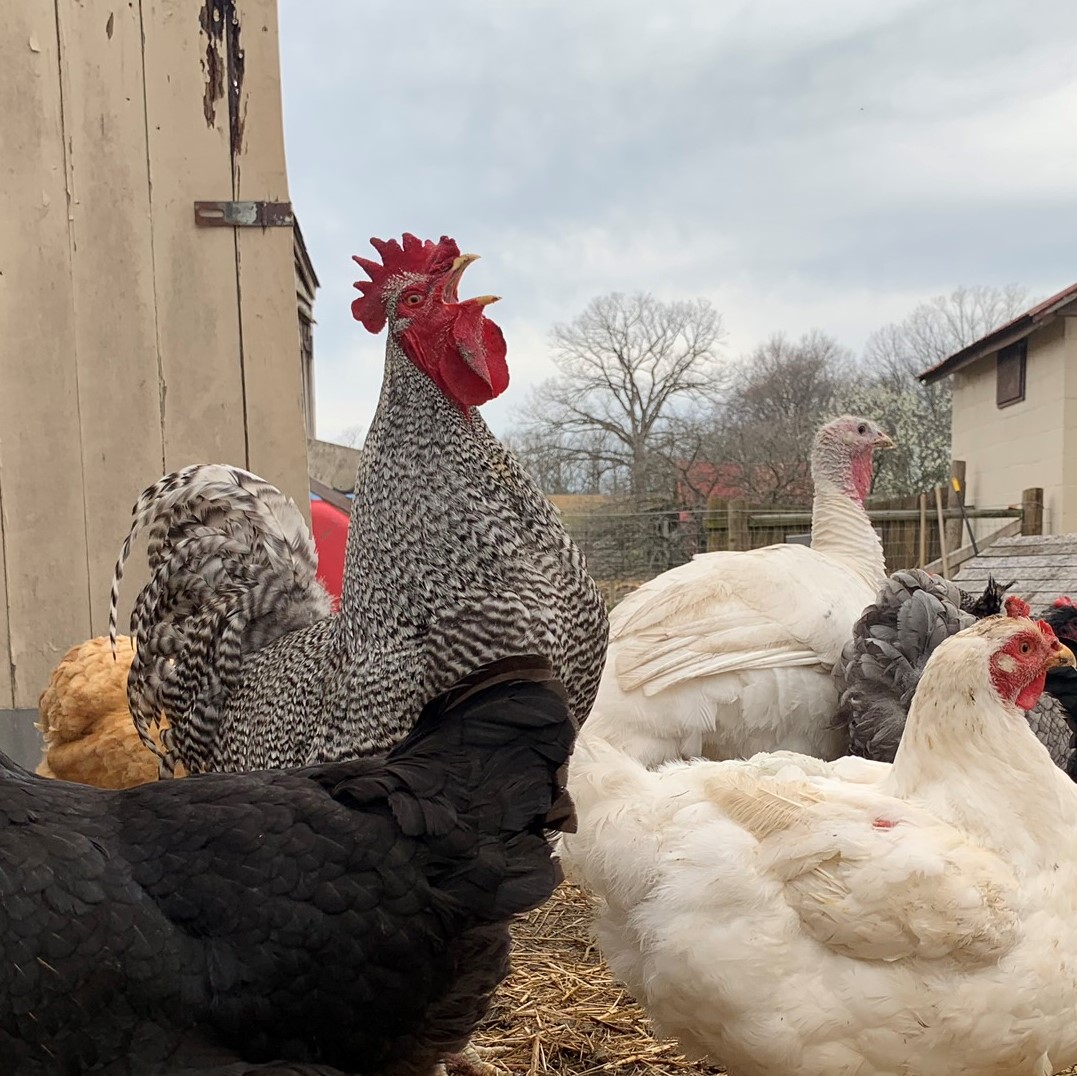 PFsanctuary's tweet photo. Make Willie crow for joy with a #GivingTuesday donation to rescue animals in need! https://t.co/dxVcUPy8Vw #GivingTuesday2021 #vegan #animalrescue #crueltyfree #animalsanctuary #animal #nonprofit #charity https://t.co/DPu1nFj0lV