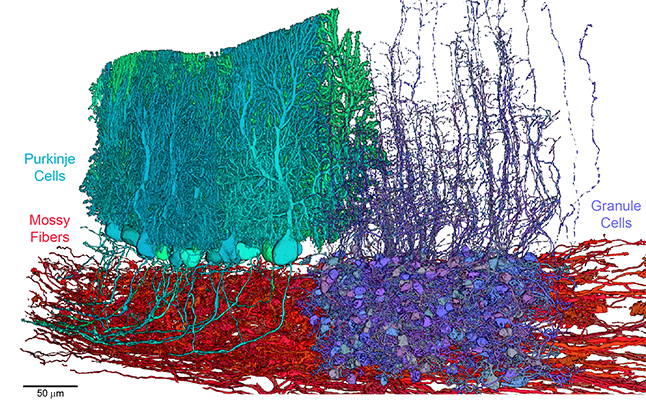 Wei-Chung Allen Lee @darbly.bsky.social tweet media