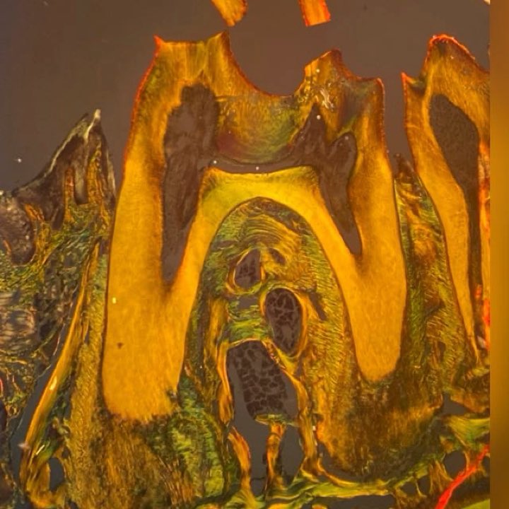 Julian Petersen tweet media