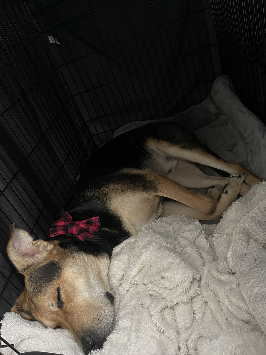 elociNAP's tweet photo. how my dog sleeps after eating half a box of Hanukkah candles https://t.co/E23cAt3SIg