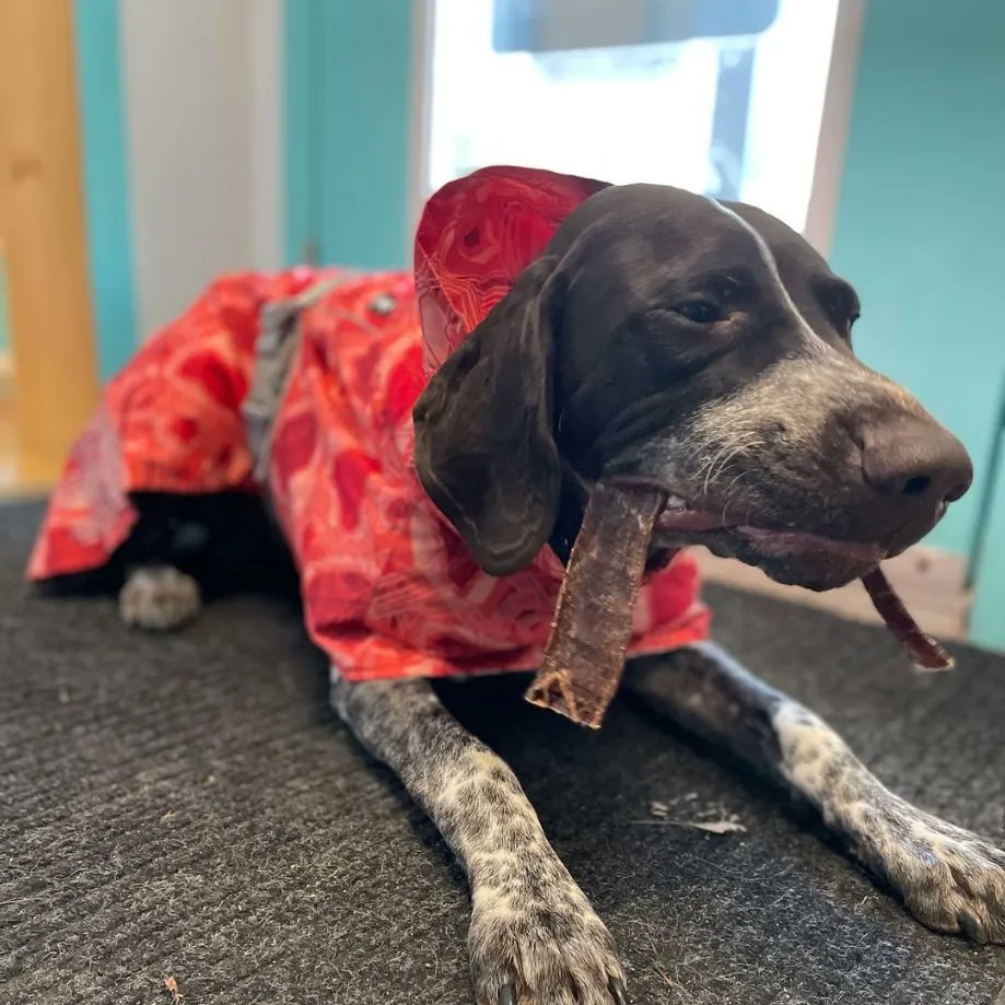 open range dog treats